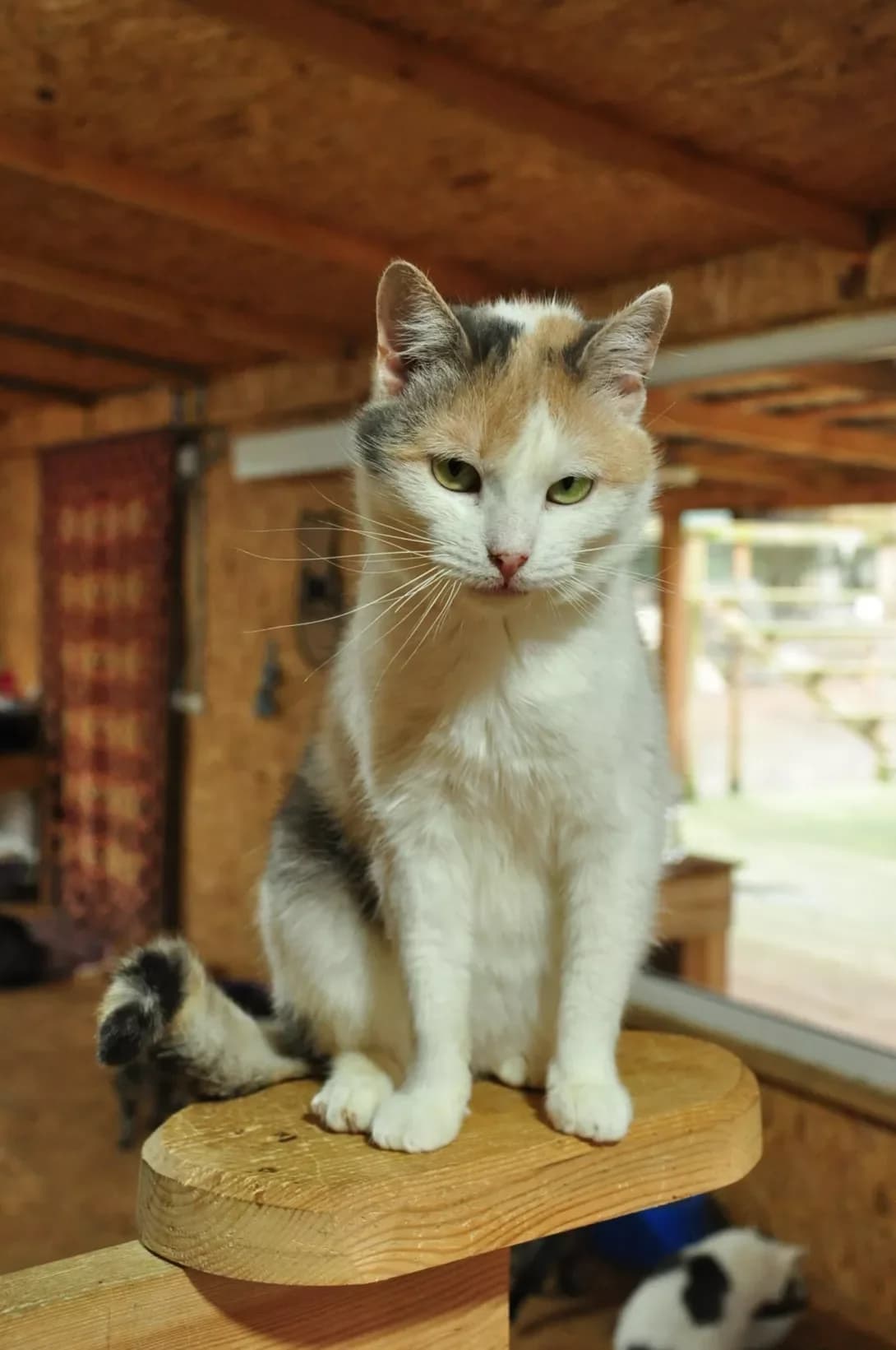 Pandora (Пандора), Mixed Breed (Happy Paw Kyiv Oblast)