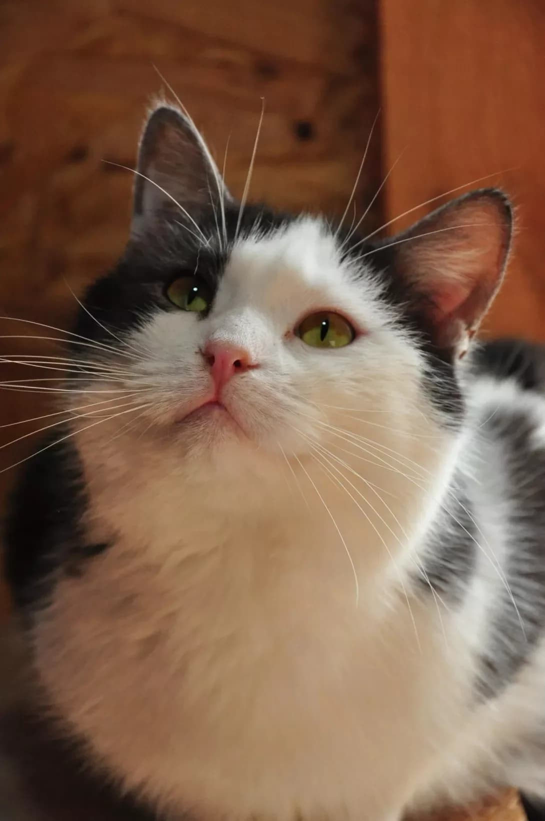 Murko (Мурко), Mixed Breed (Happy Paw Kyiv Oblast)