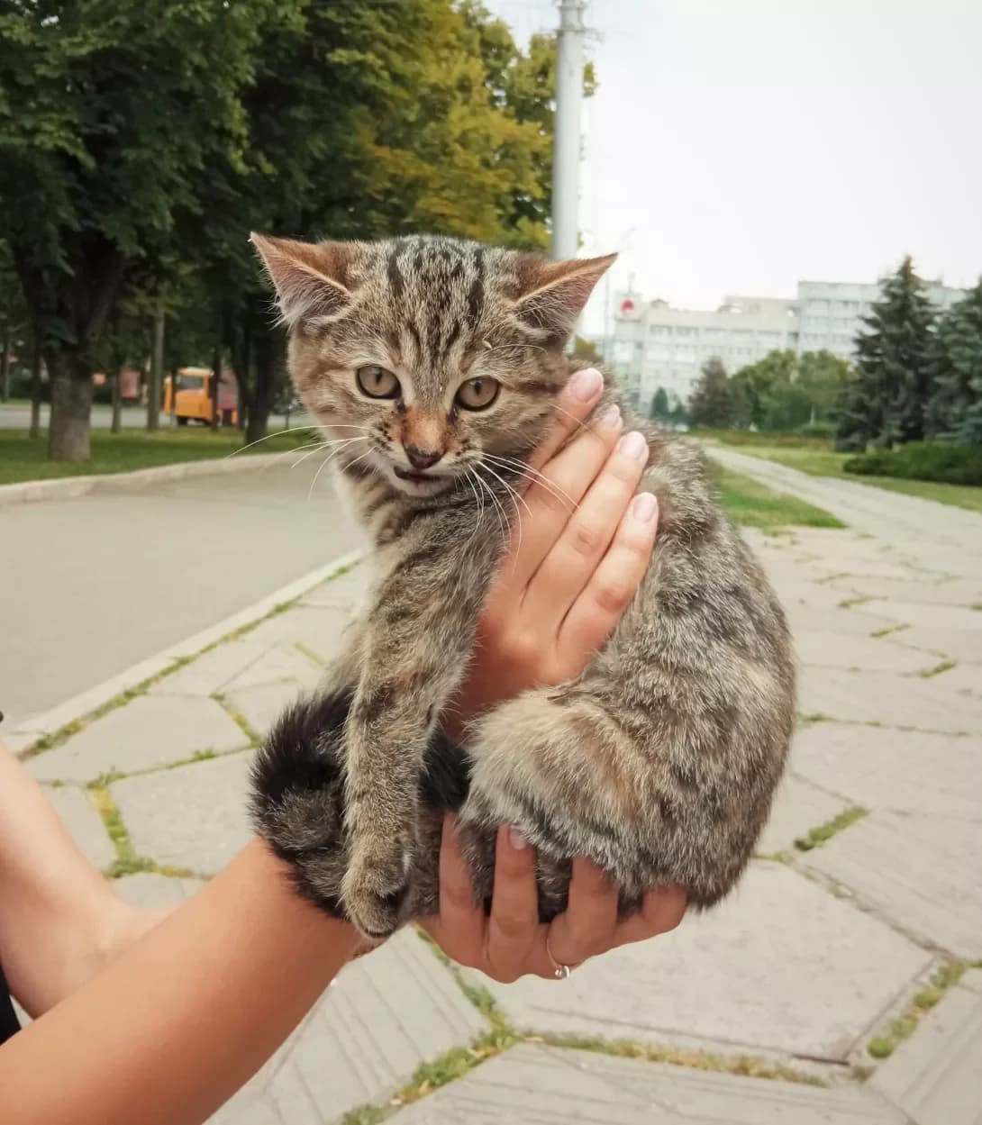 Ris (Рись), female 3yo Mixed Breed for adoption at Happy Paw Poltava