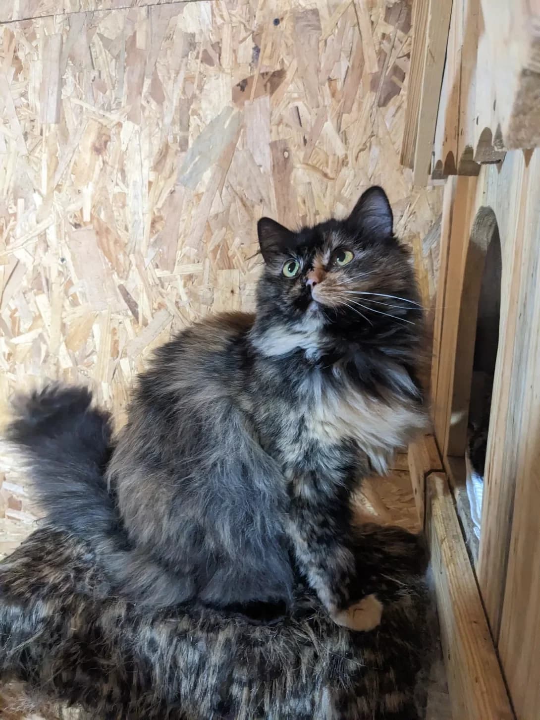 Missi (Міссі), Mixed Breed (Happy Paw Kyiv Oblast)