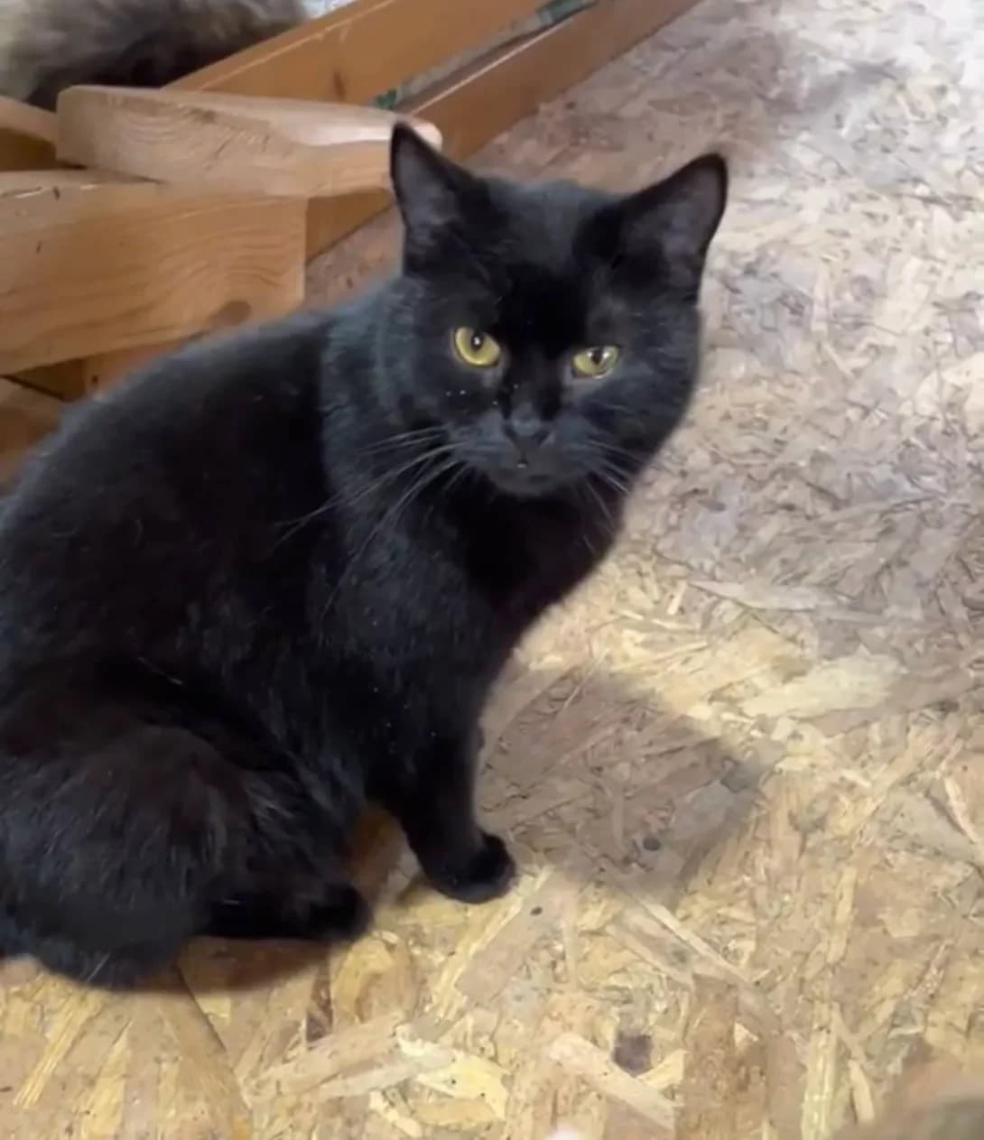 Dark (Дарк), Mixed Breed (Happy Paw Kyiv Oblast)