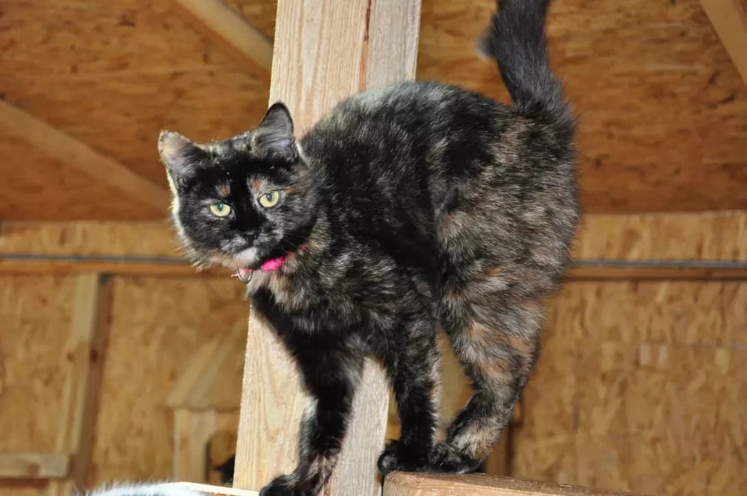 Zhuchka (Жучка), Mixed Breed (Happy Paw Kyiv Oblast)