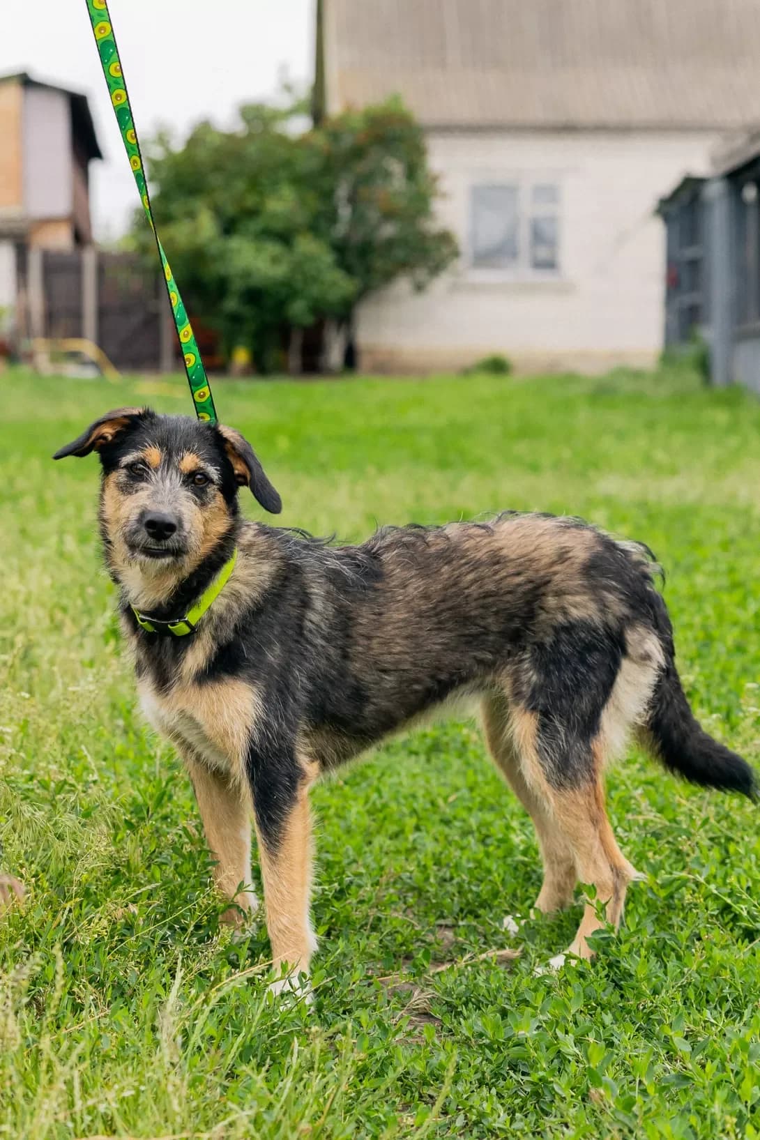 Beta (Бета), Mixed Breed (Happy Paw Kyiv Oblast)