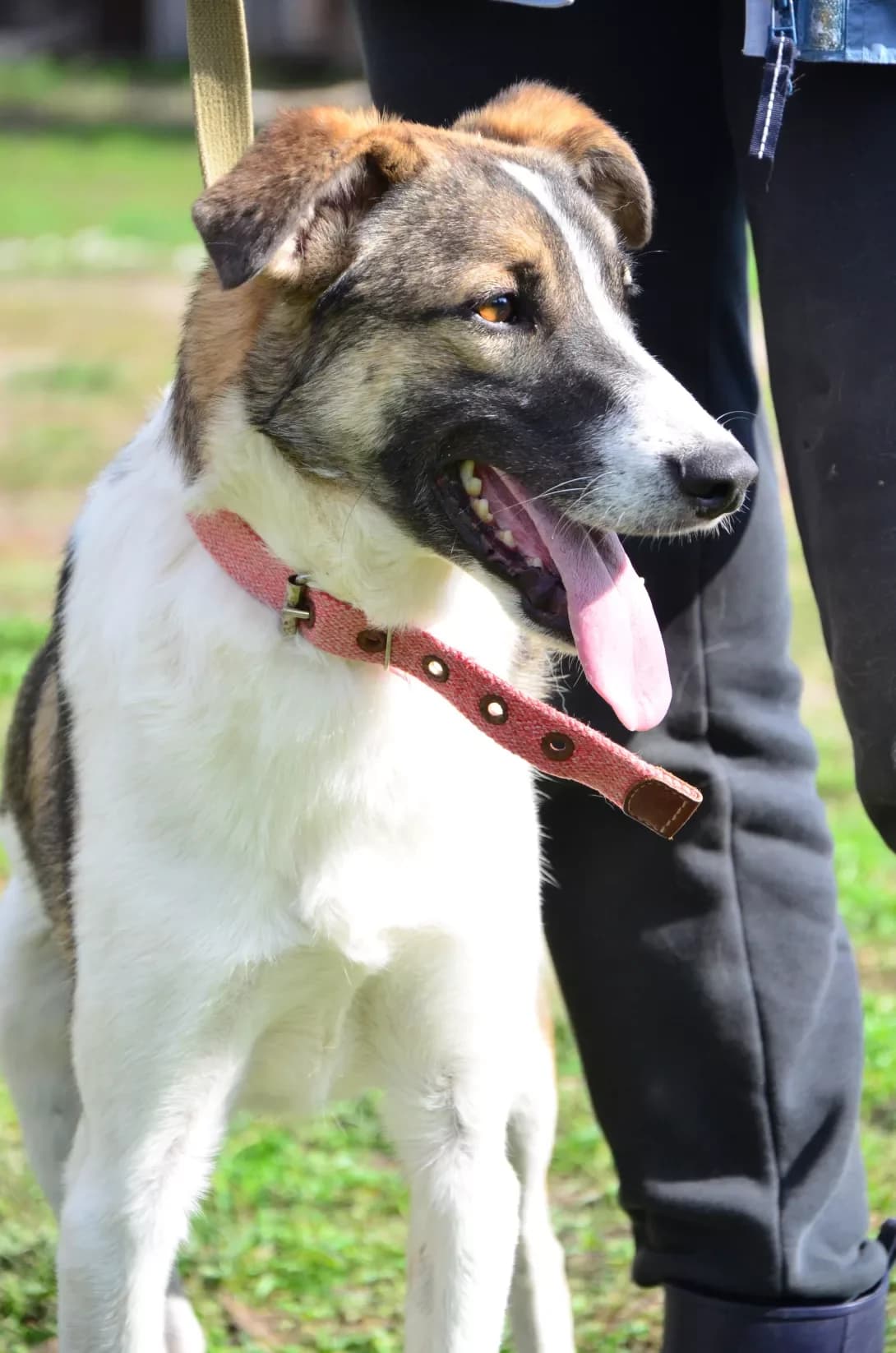 Khyuston (Хьюстон), Mixed Breed (Happy Paw Kyiv Oblast)