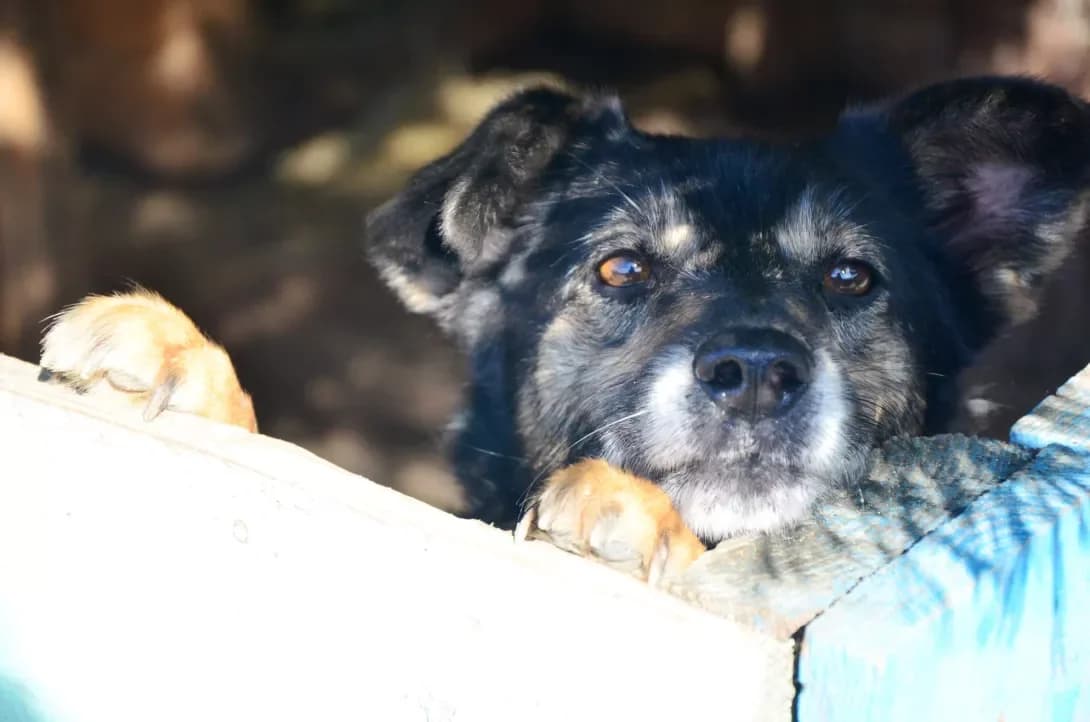 Toma (Тома), Mixed Breed (Happy Paw Kyiv Oblast)
