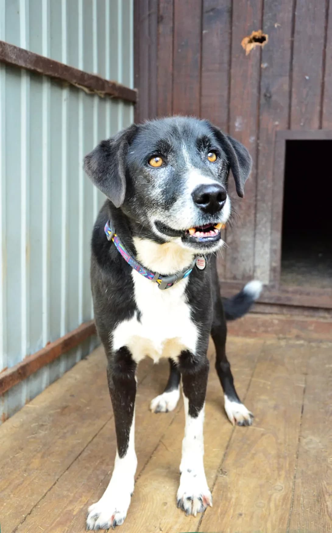 Rokki (Роккі), Mixed Breed (Happy Paw Kyiv Oblast)