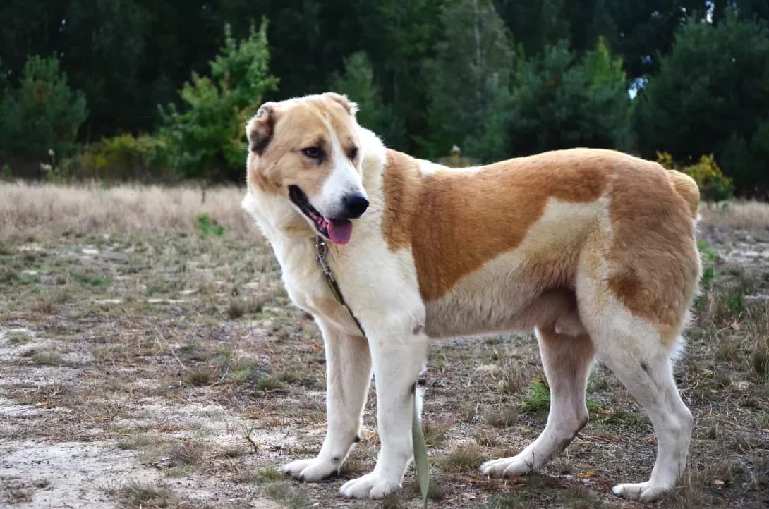 Busik (Бусік), Mixed Breed (Happy Paw Kyiv Oblast)