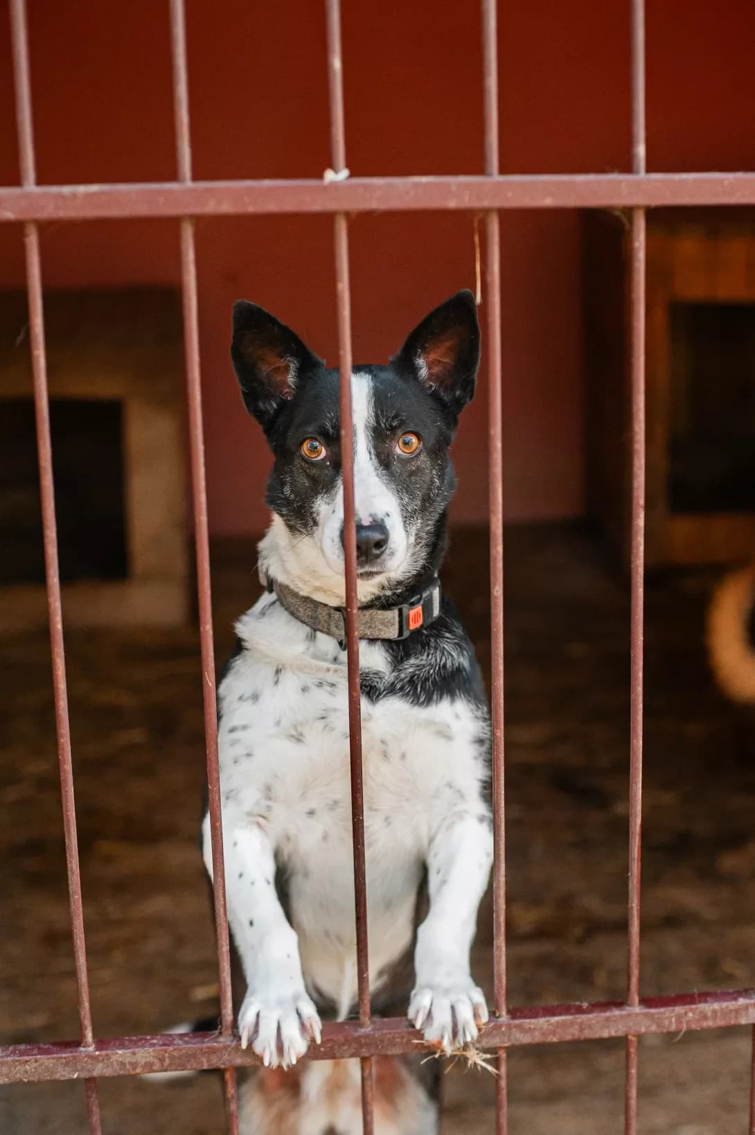 Verona (Верона), Mixed Breed (Happy Paw Kyiv Oblast)