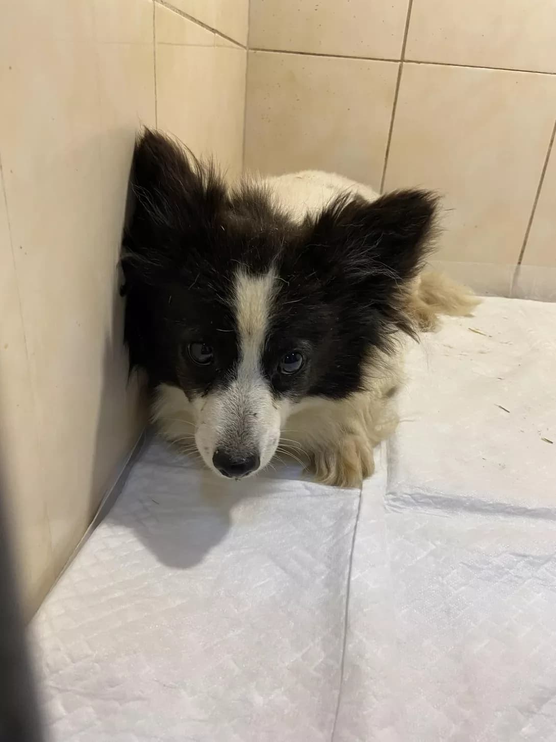 Breyv (Брейв), male 6yo Mixed Breed for adoption at Happy Paw Kyiv