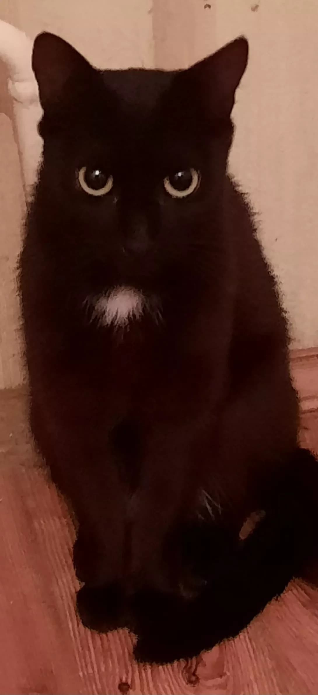 Api (Апі), Mixed Breed (Happy Paw Kyiv Oblast)