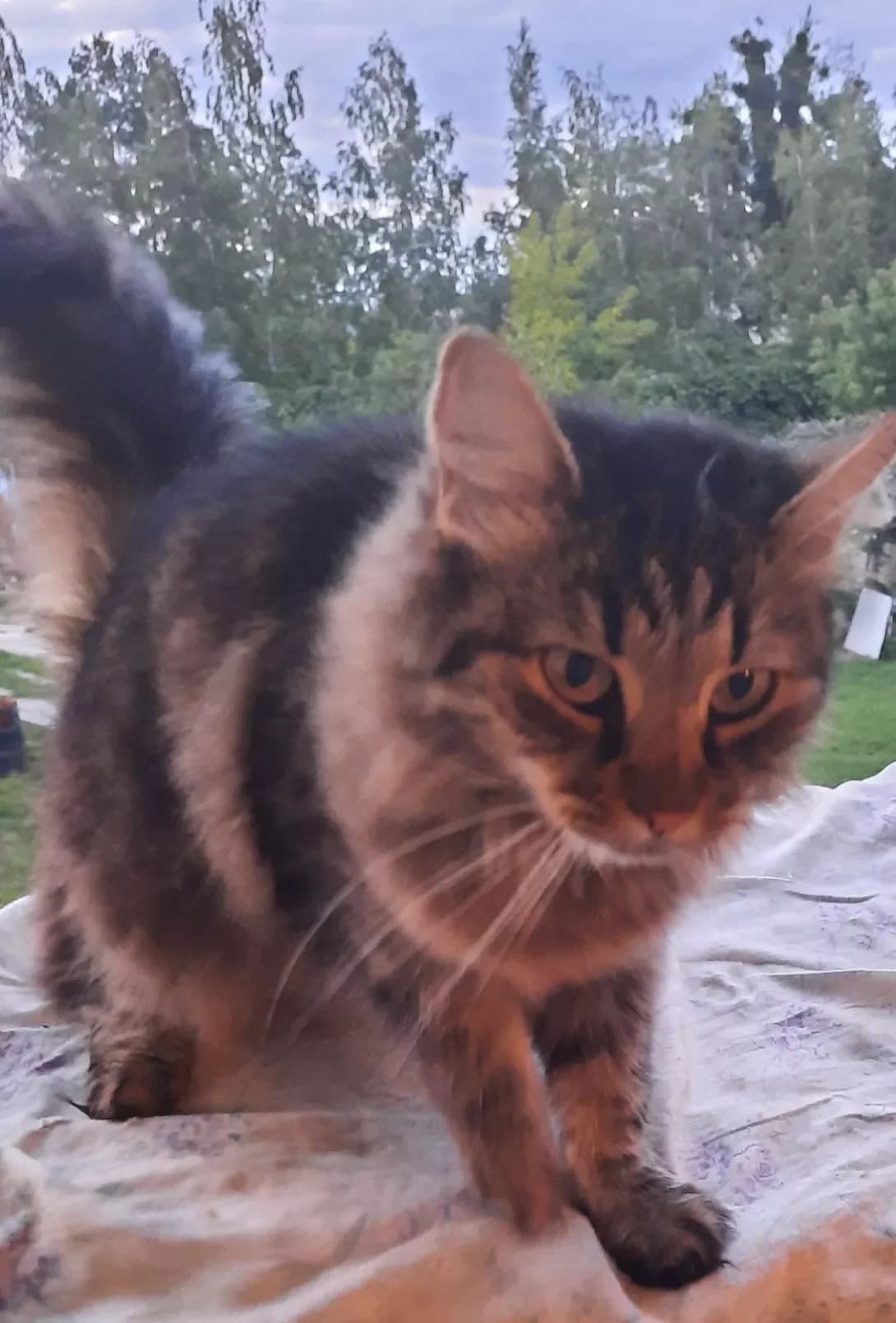 Yusya (Юся), Mixed Breed (Happy Paw Kyiv Oblast)