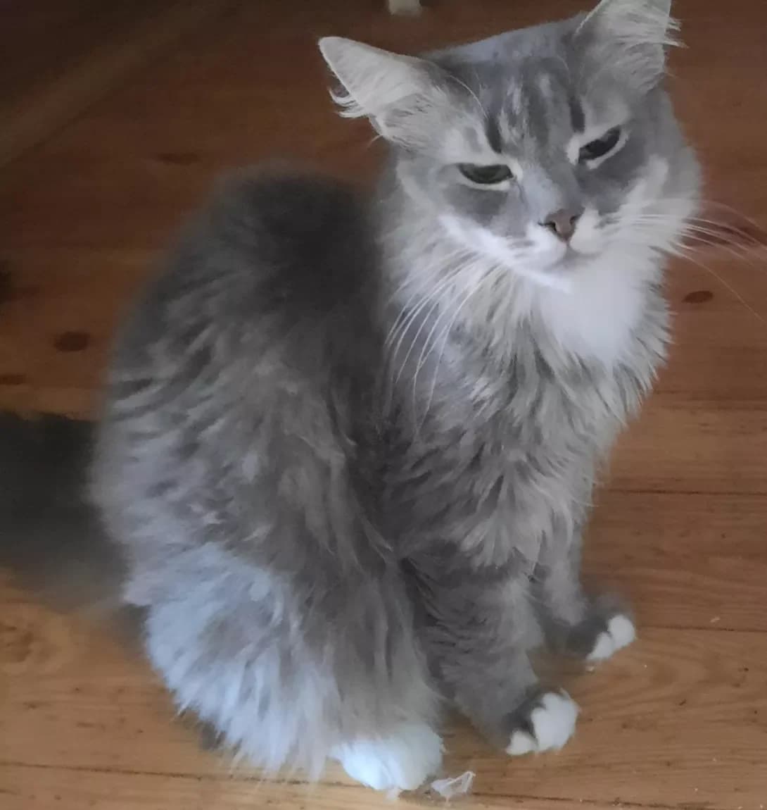 Elza (Ельза), Mixed Breed (Happy Paw Kyiv Oblast)