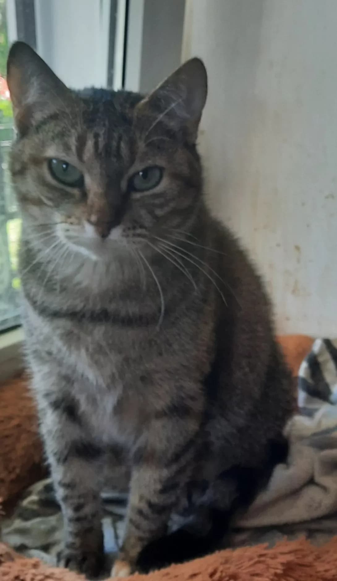 Syeraya (Сєрая), female senior Mixed Breed for adoption at Happy Paw Kyiv Oblast