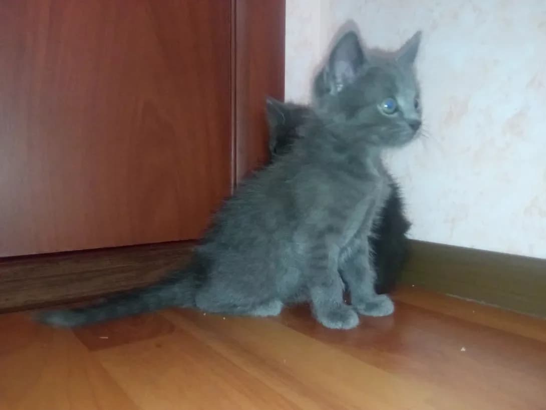 Kitsik (Кіцик), Mixed Breed (Happy Paw Kyiv Oblast)