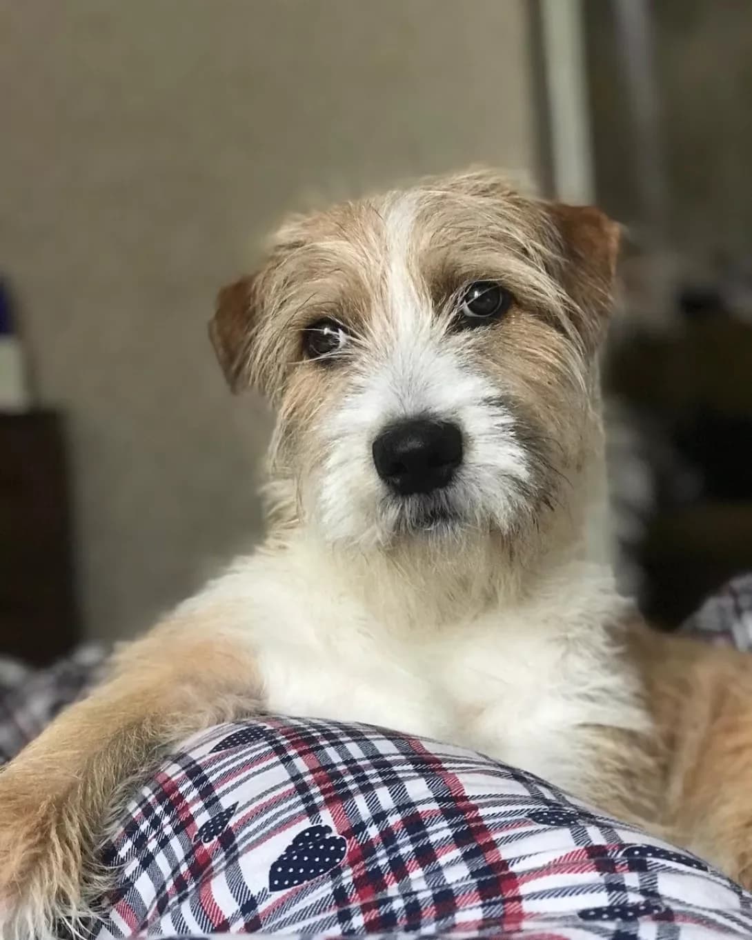 Kobi (Кобі), male 4yo Mixed Breed for adoption at Happy Paw Mykolaiv Oblast