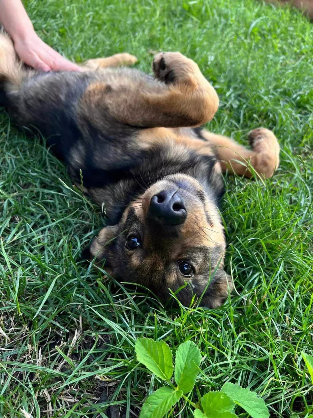Berta (Берта), female 3yo Mixed Breed for adoption at Happy Paw Lviv