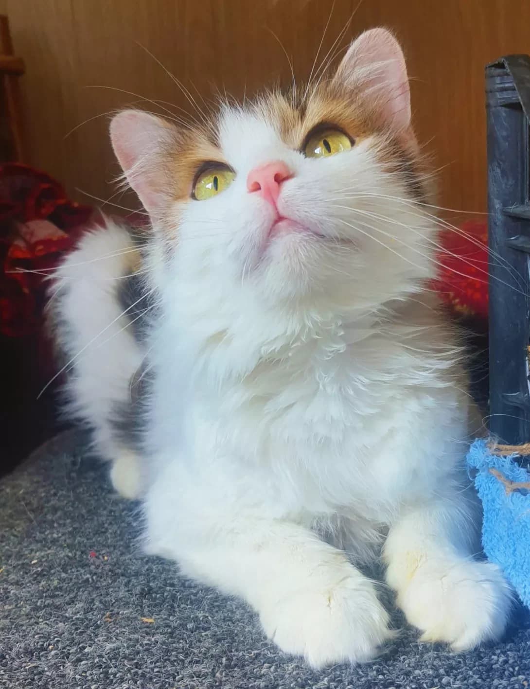 Miranda (Міранда), female 3yo Mixed Breed for adoption at Happy Paw Kyiv