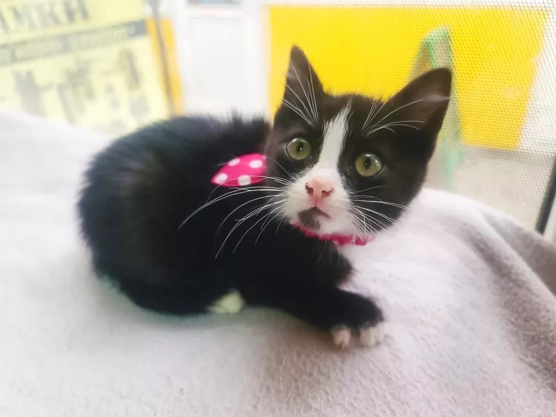 Betsi (Бетсі), female 3yo Mixed Breed for adoption at Happy Paw Kyiv