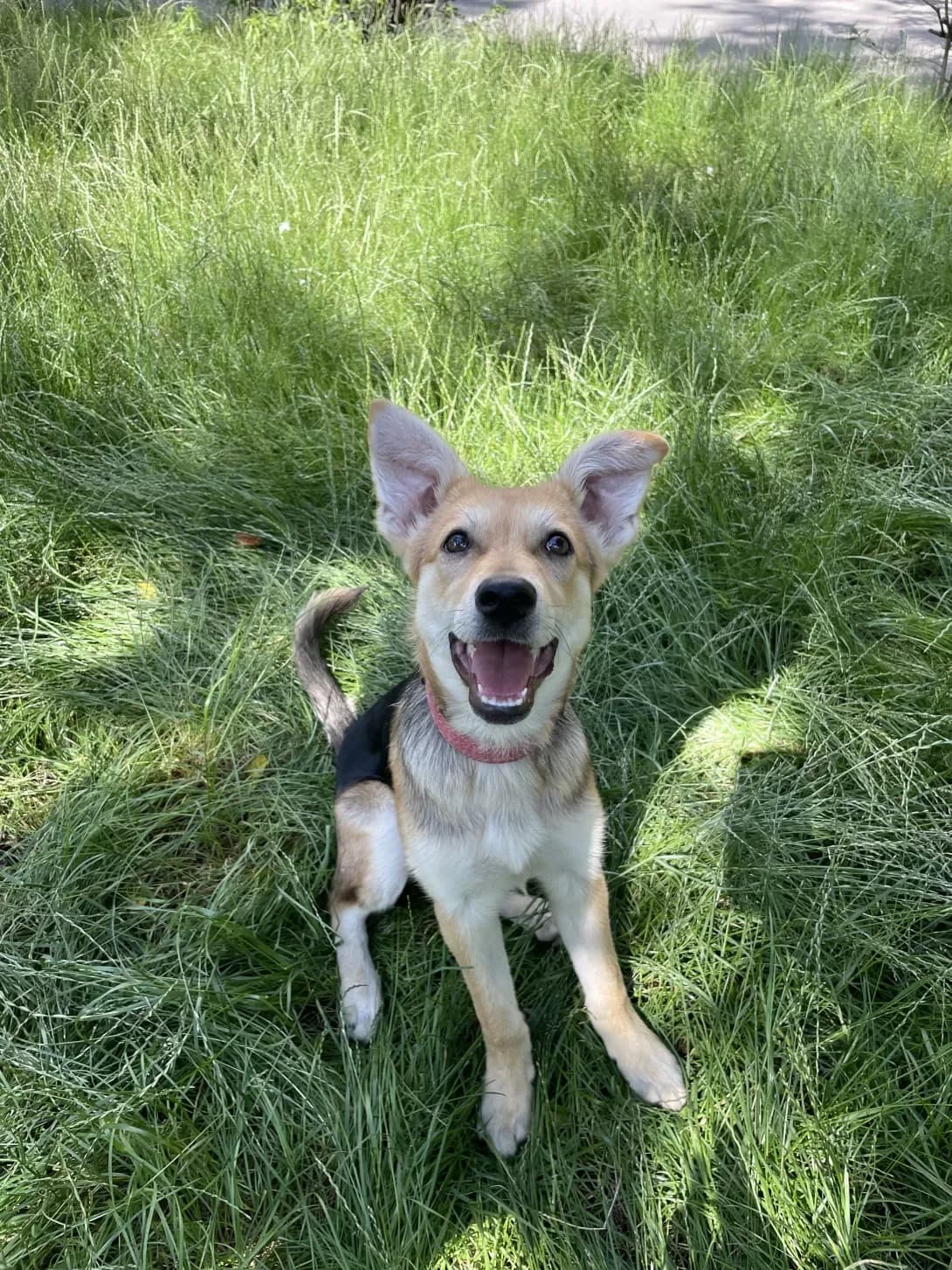 Rita (Ріта), female 3yo Mixed Breed for adoption at Happy Paw Kyiv