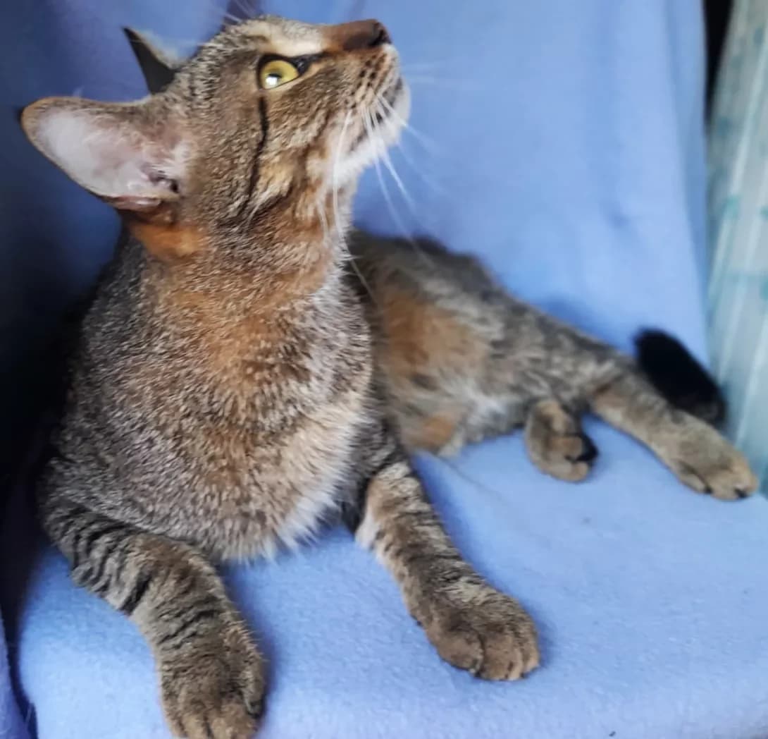 Oskar (Оскар), male 3yo Mixed Breed for adoption at Happy Paw Kyiv