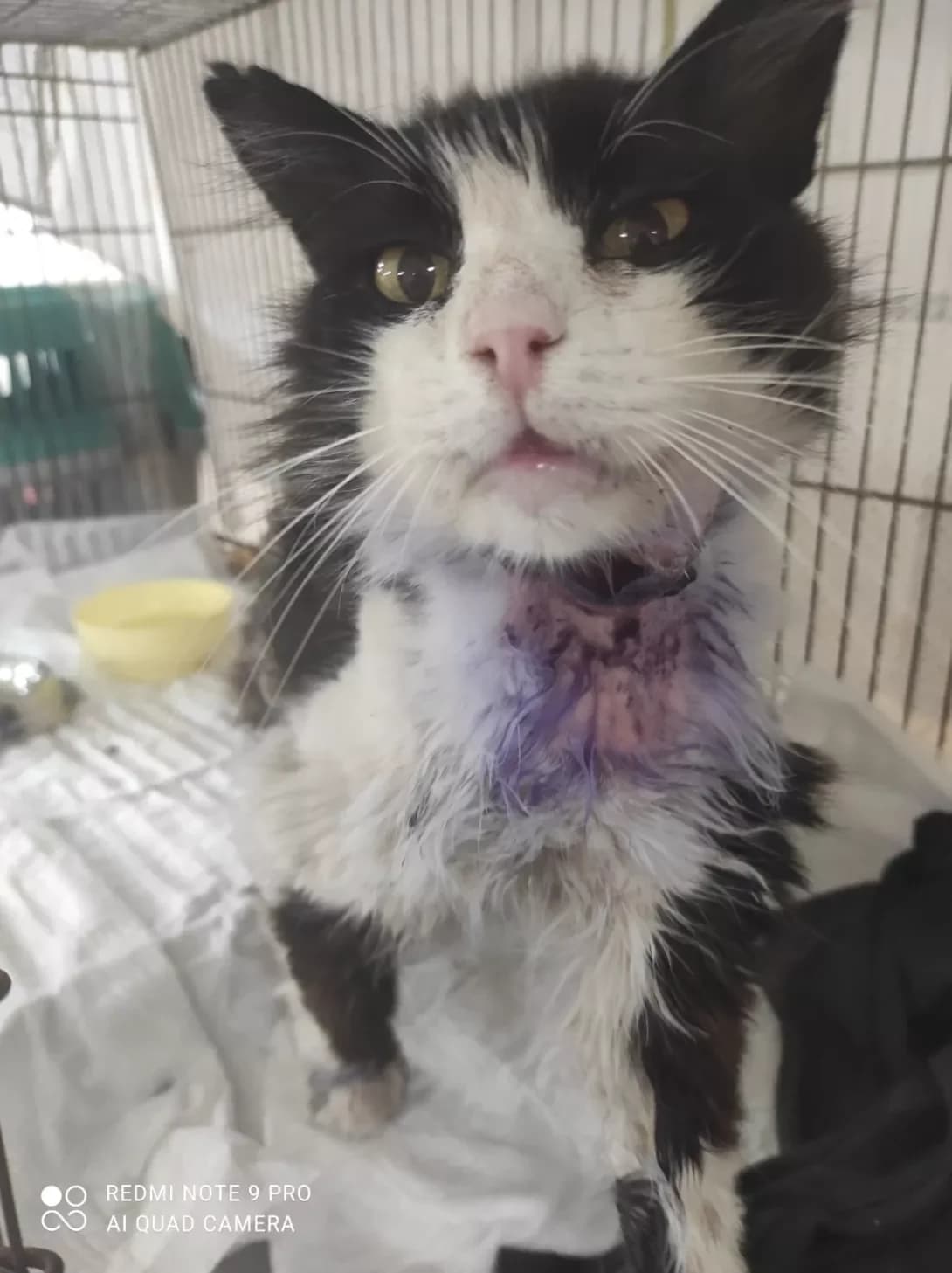 Stopa (Стьопа), male senior Mixed Breed for adoption at Happy Paw Zaporizhzhia