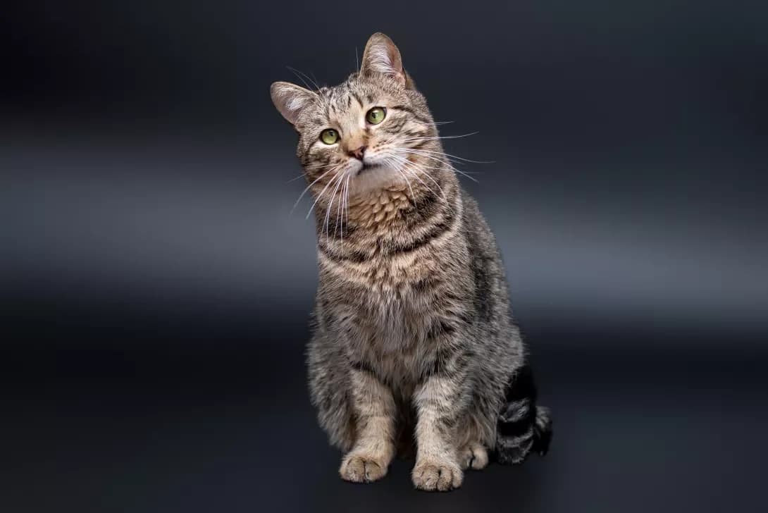 Semen (Семен), Mixed Breed (Happy Paw Kyiv Oblast)