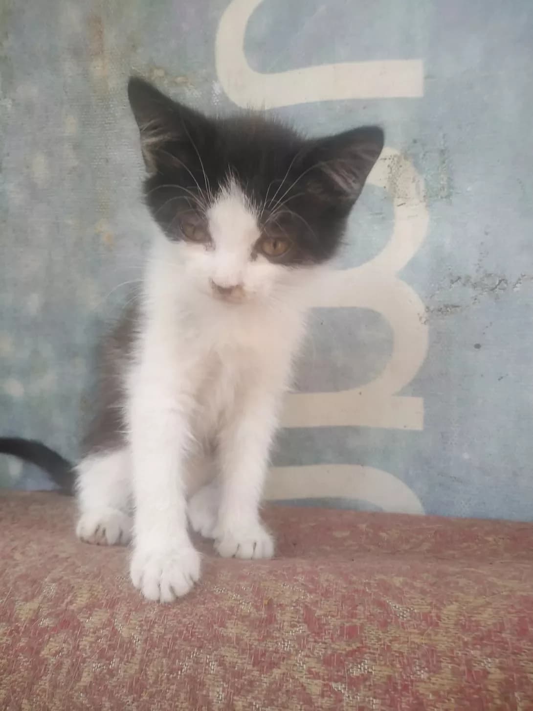 Mika (Міка), female 3yo Mixed Breed for adoption at Happy Paw Kyiv