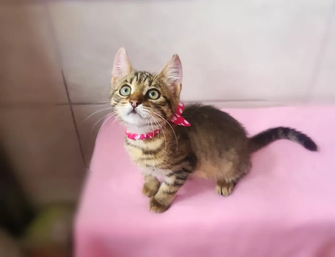 Kira (Кіра), female 3yo Mixed Breed for adoption at Happy Paw Kyiv