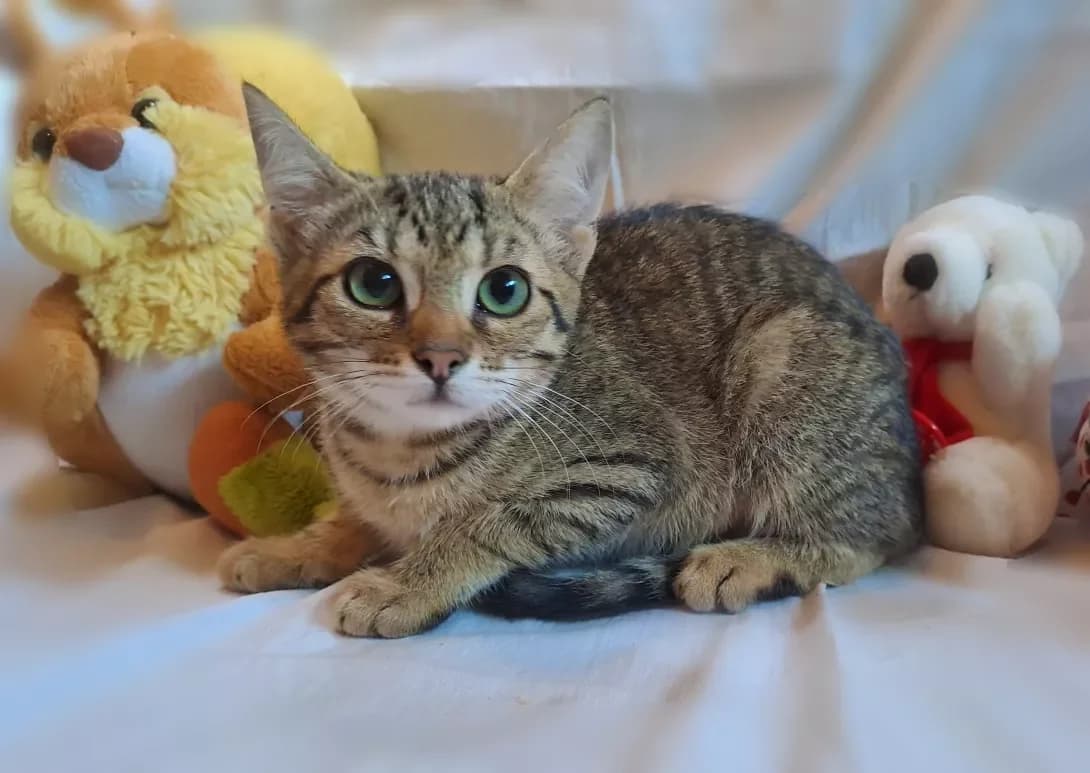 Sovushka (Совушка), female 3yo Mixed Breed for adoption at Happy Paw Kyiv