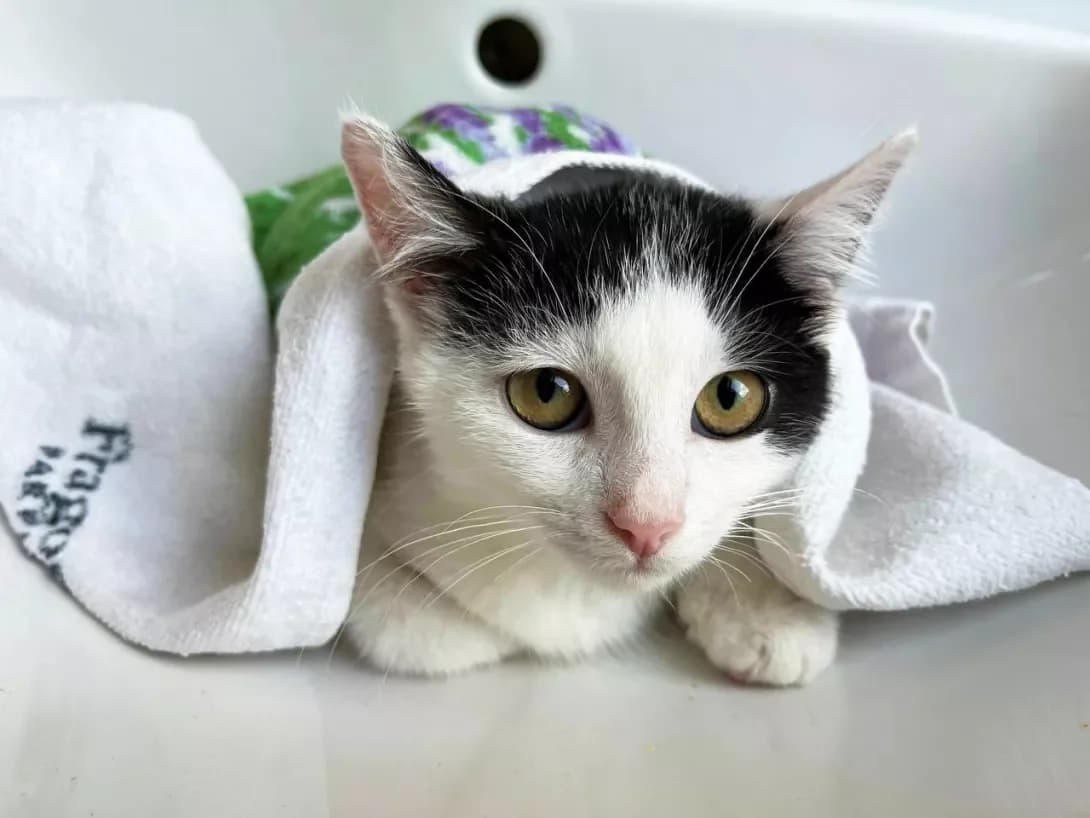 Felichita (Фелічіта), female 3yo Mixed Breed for adoption at Happy Paw Kyiv