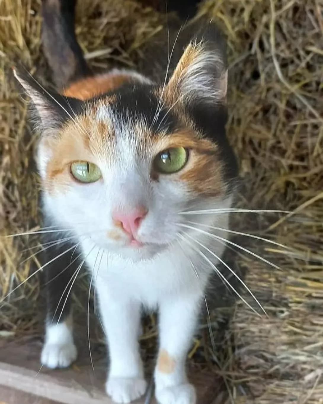 Anyuta (Анюта), female 6yo Mixed Breed for adoption at Happy Paw Zaporizhzhia
