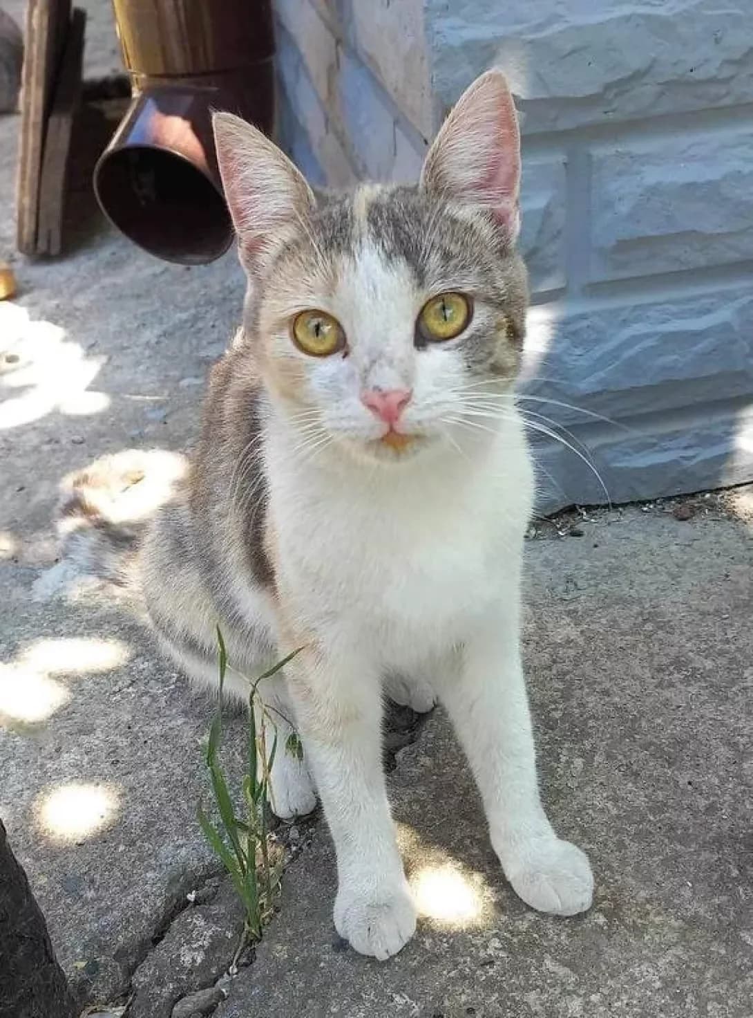 Bilochka (Білочка), female 3yo Mixed Breed for adoption at Happy Paw Zaporizhzhia
