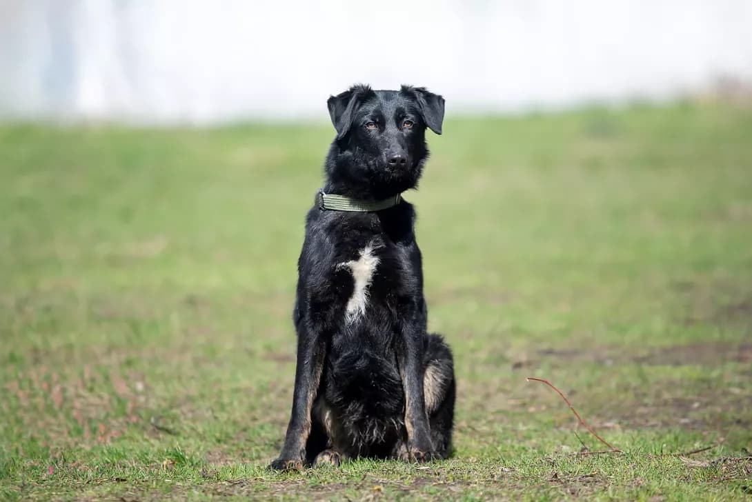 Syuti (Сьюті), Mixed Breed (Happy Paw Kyiv Oblast)