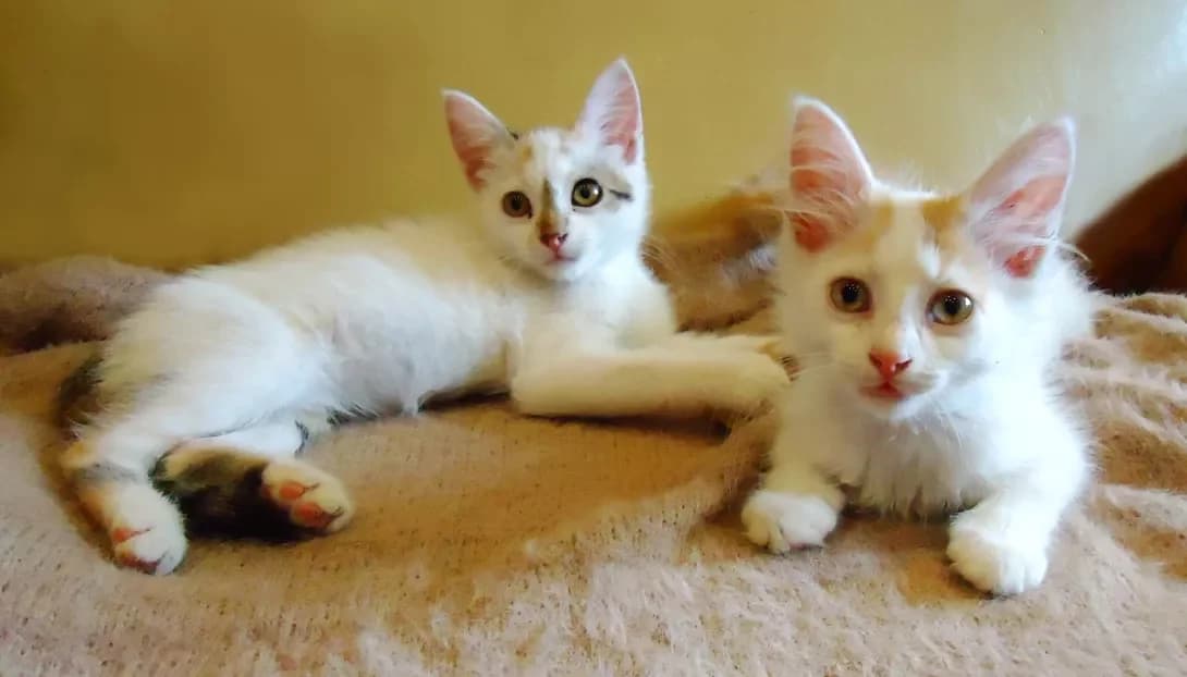 Yuzik (Юзік), male young Mixed Breed for adoption at Happy Paw Odesa