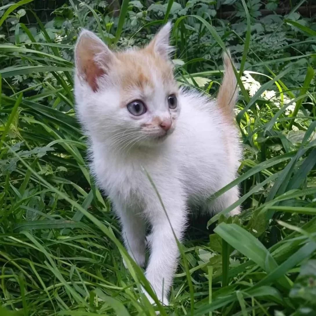 Sonya (Соня), female young Mixed Breed for adoption at Happy Paw Ivano-Frankivsk Oblast