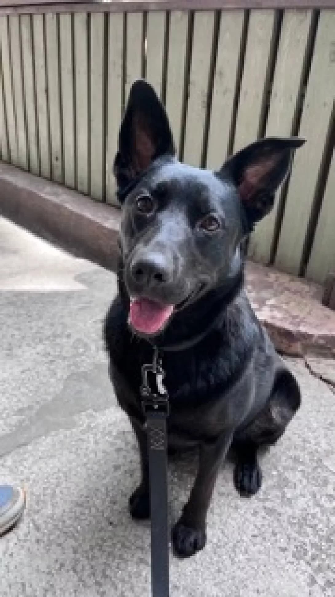 Miya (Мія), female 4yo Mixed Breed for adoption at Happy Paw Kyiv