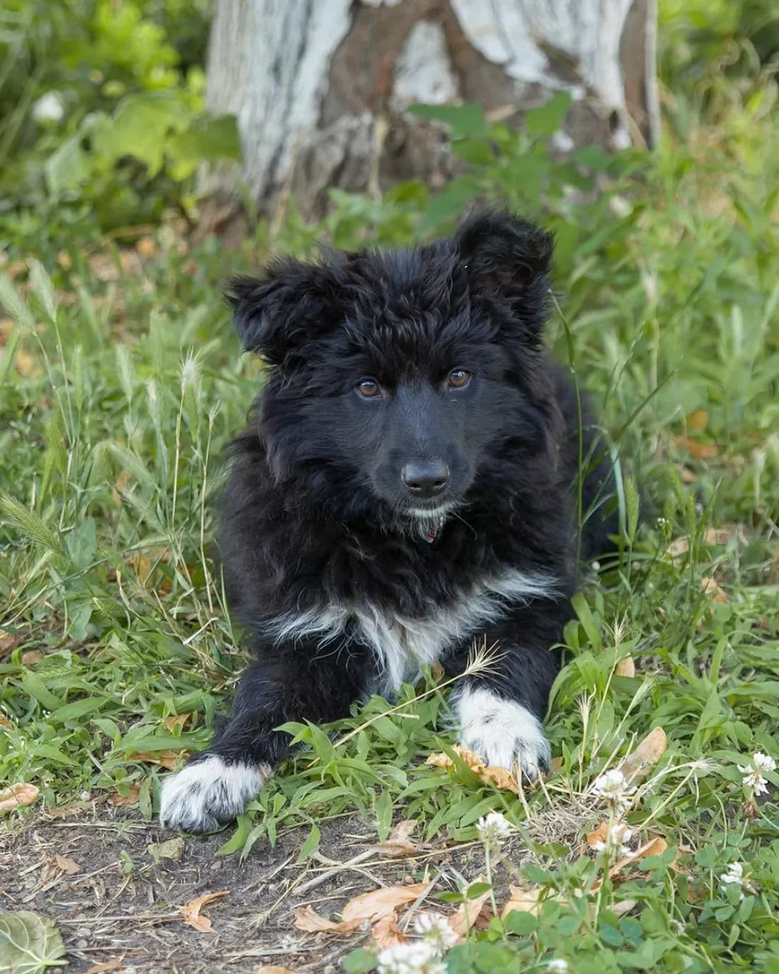 Alisa (Аліса), female 3yo Mixed Breed for adoption at Happy Paw Kyiv