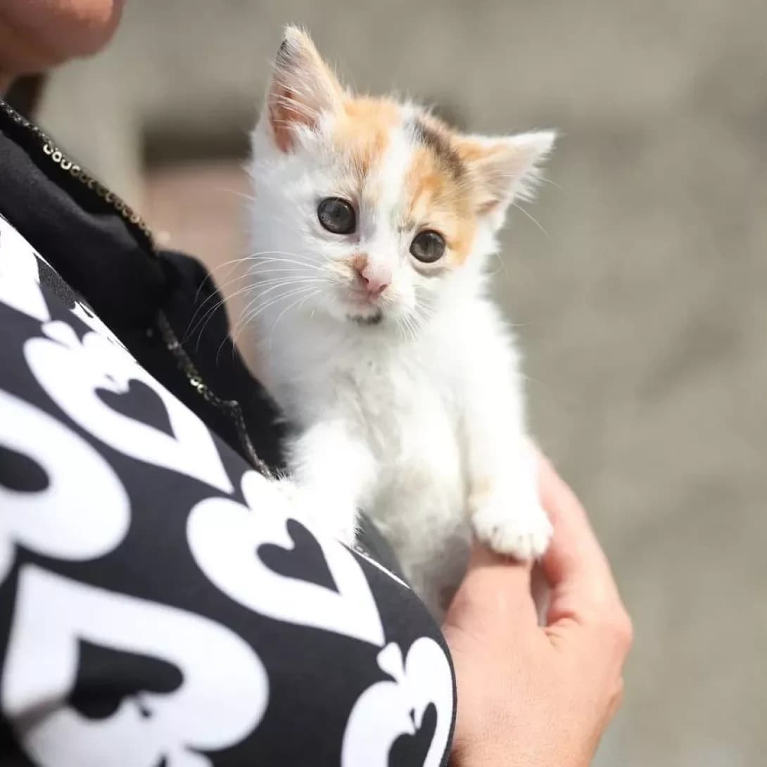 Zara (Зара), female young Mixed Breed for adoption at Happy Paw Ivano-Frankivsk Oblast