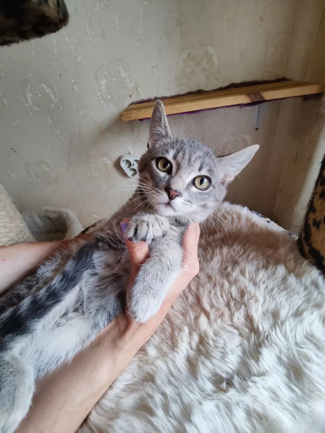 Charlz (Чарльз), male 3yo Mixed Breed for adoption at Happy Paw Kyiv