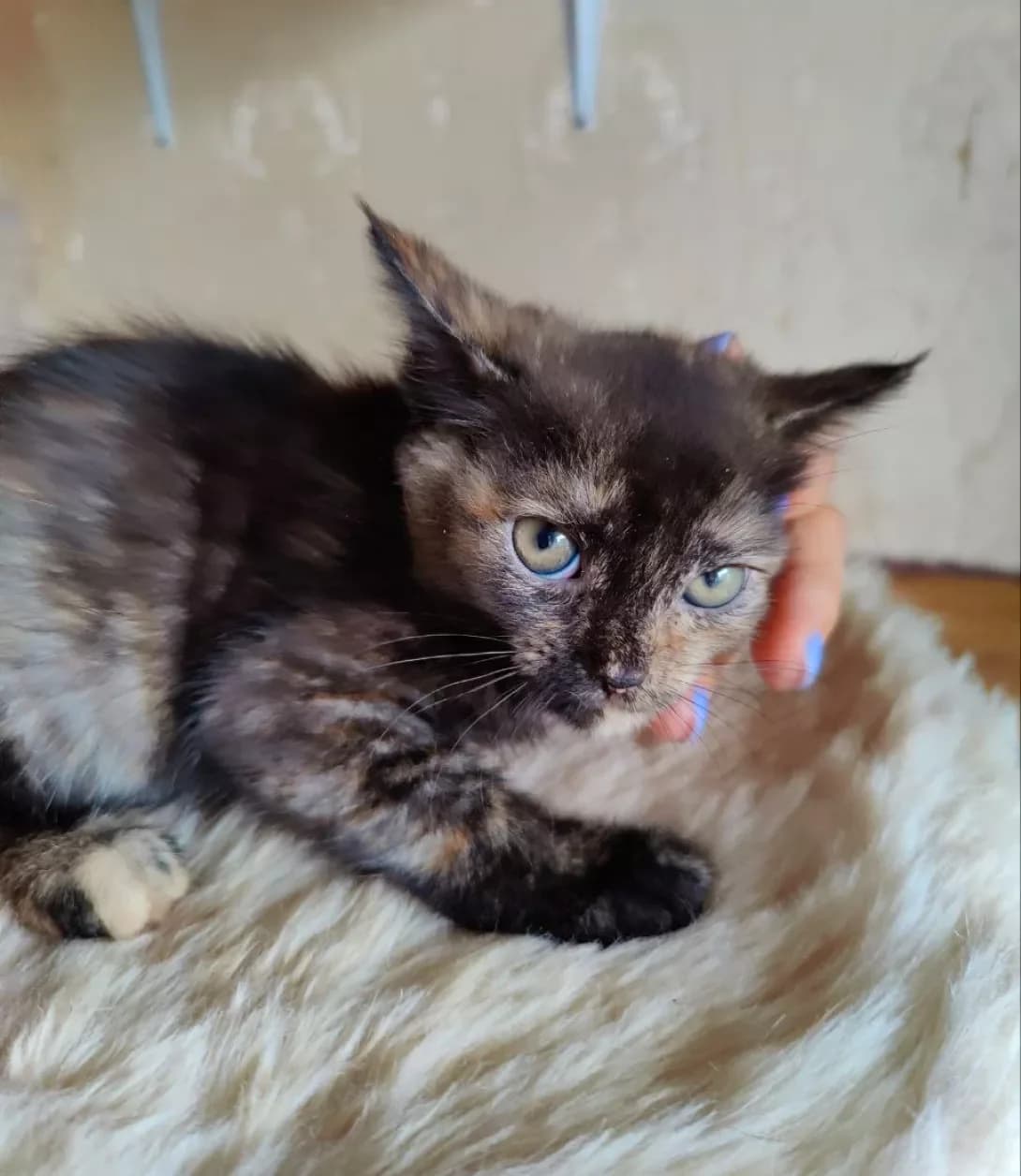 Tasya (Тася), female 3yo Mixed Breed for adoption at Happy Paw Kyiv