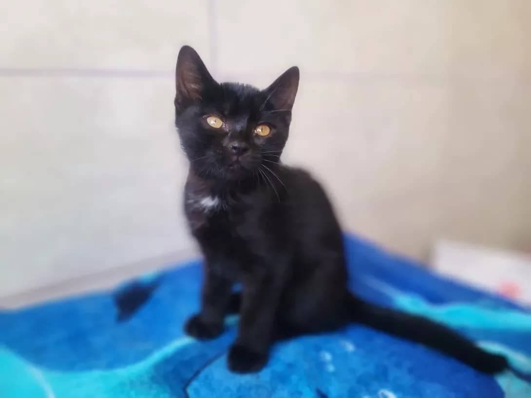 Pandora (Пандора), female 3yo Mixed Breed for adoption at Happy Paw Kyiv