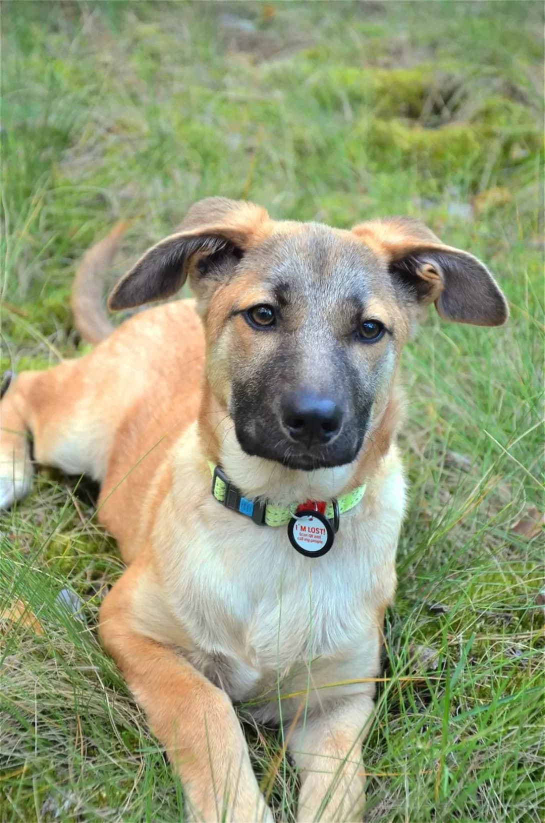 Lola (Лола), female 3yo Mixed Breed for adoption at Happy Paw Kyiv