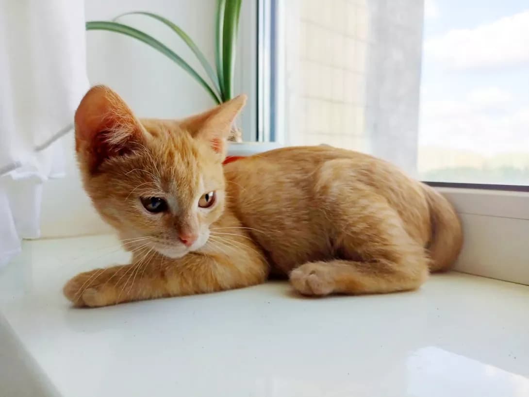 Yas (Ясь), male young Mixed Breed for adoption at Happy Paw Kyiv