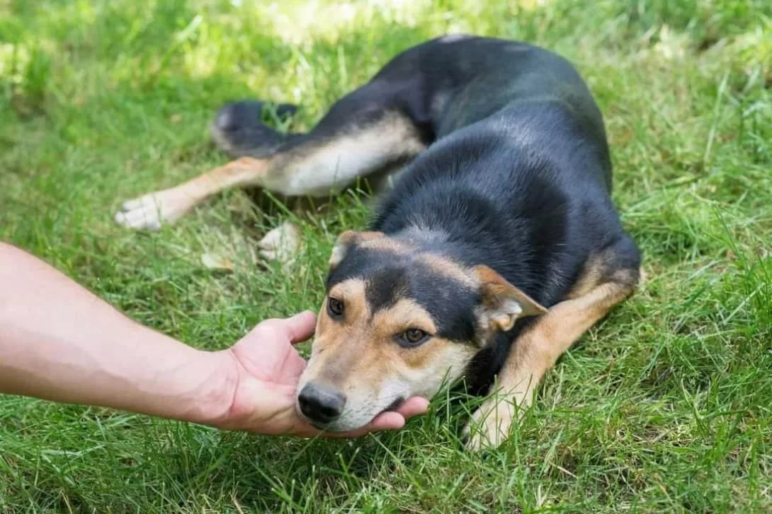 Bodya (Бодя), male 3yo Mixed Breed for adoption at Happy Paw Kyiv