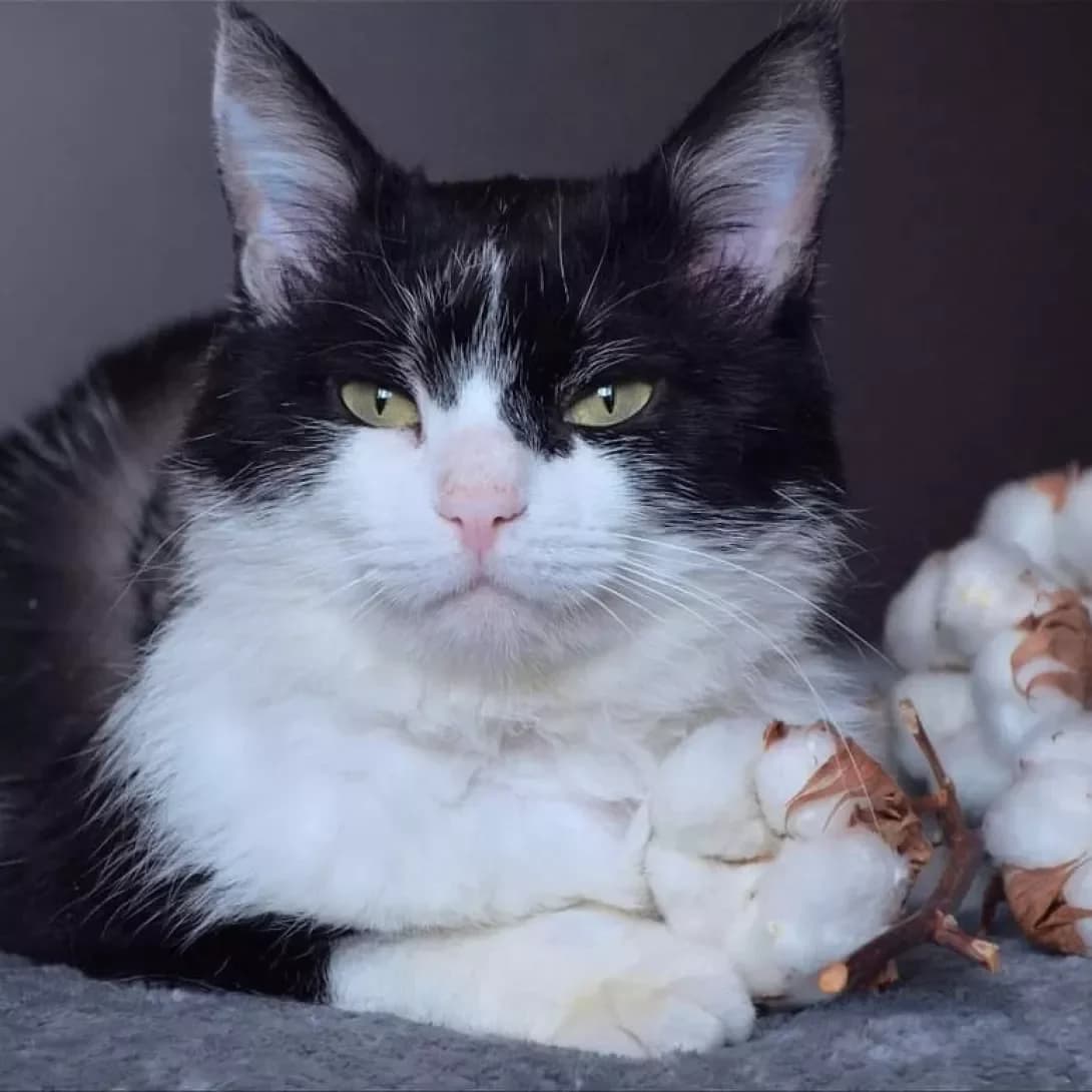 Betmen (Бетмен), male 5yo Mixed Breed for adoption at Happy Paw Kyiv