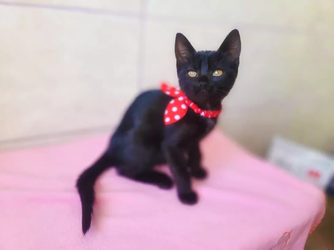 Venera (Венера), female 3yo Mixed Breed for adoption at Happy Paw Kyiv