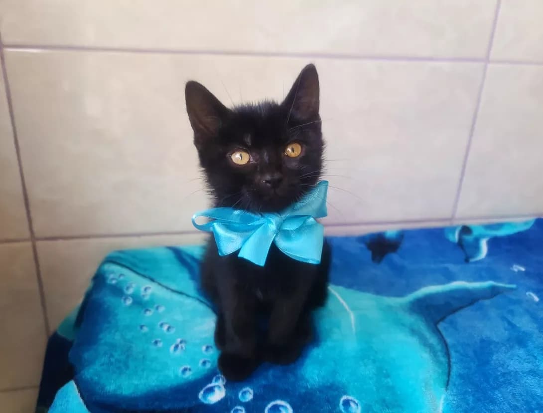 Marsel (Марсель), male 3yo Mixed Breed for adoption at Happy Paw Kyiv