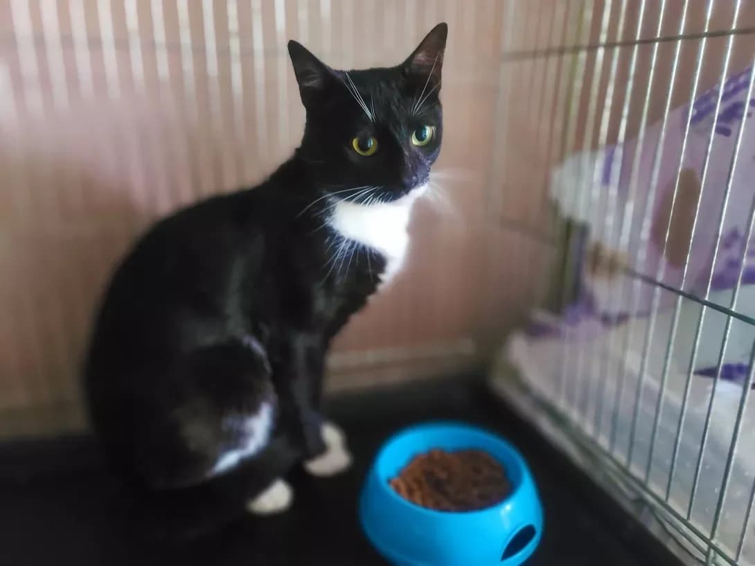 Martin (Мартін), male 3yo Mixed Breed for adoption at Happy Paw Kyiv