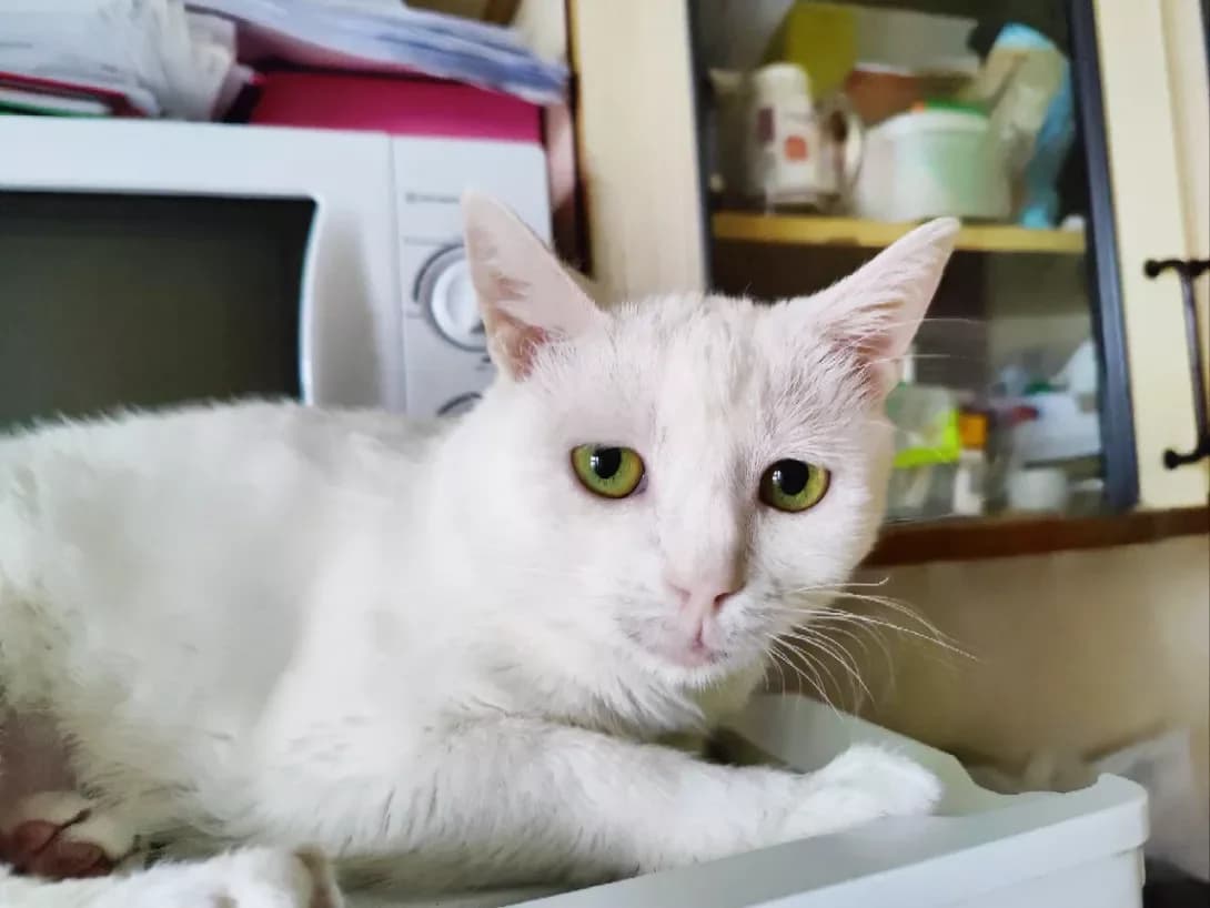 Bilka (Білка), female 4yo Mixed Breed for adoption at Happy Paw Kyiv