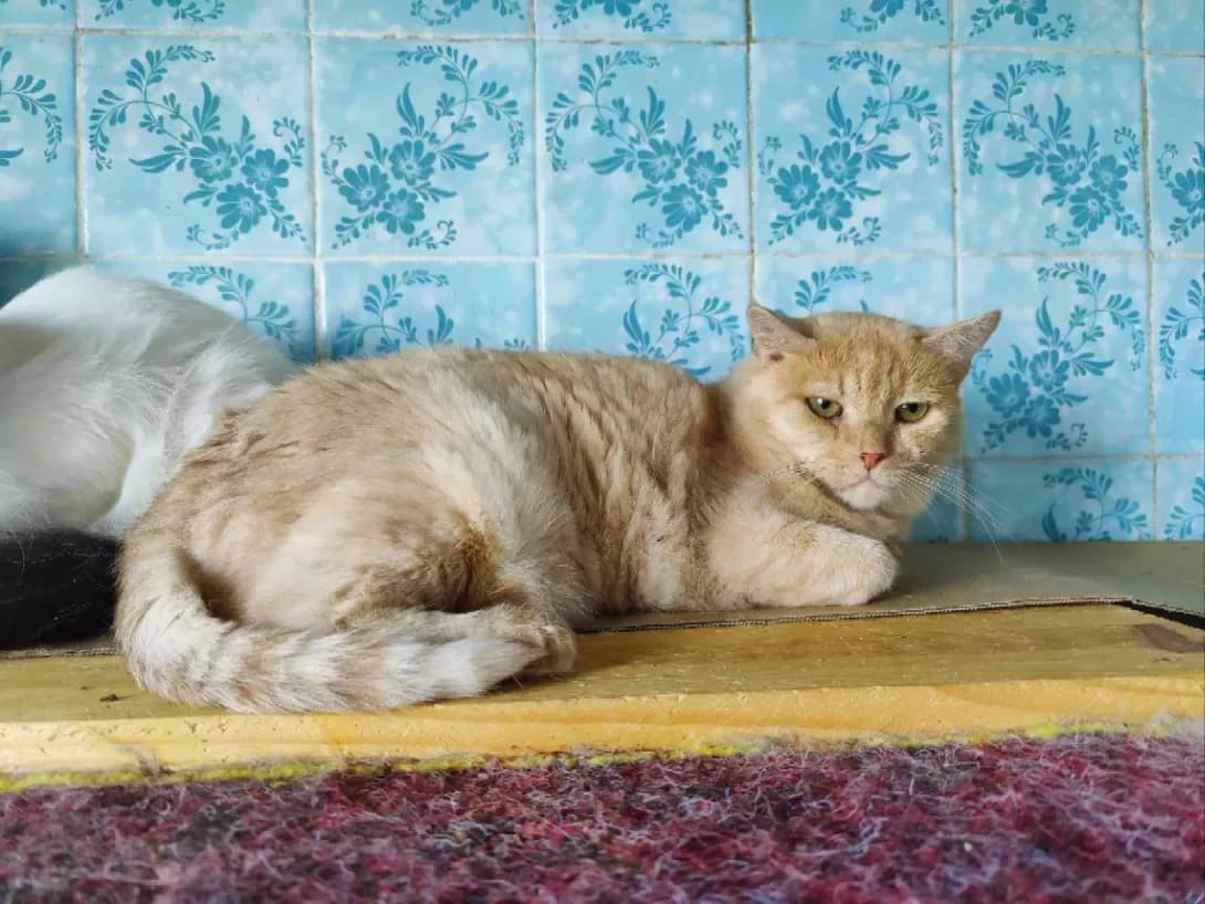 Broshka (Брошка), female 6yo Mixed Breed for adoption at Happy Paw Kyiv